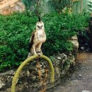 세부여행에서 만나는 볼거리 세부 시티 동물원(Cebu City Zoo) – 세부자유여행일정경비문의/시티나이트밤문화체험/세부풀빌라 이미지