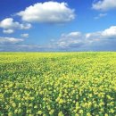 손안에 작은 꽃밭 이미지