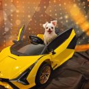 셀럽도기 이미지