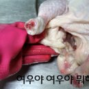 대구황금막창 이미지