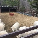 삼양카서비스 이미지