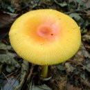 달걀버섯 (구 민달걀버섯) Amanita caesarea (Scop.) Pers. 이미지