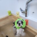 호야애견 이미지