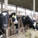 화강목장 이미지