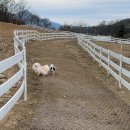 상주애견 이미지