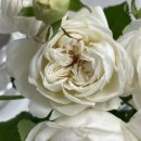 플러피(fluffy) 이미지