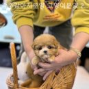 광주강아지분양 고양이분양 24시 데려가개본점 | [광주/분양샵] 광주강아지분양 고양이분양 24시 데려가개본점 초보 집사도 안심할 수 있는 친절한 상담