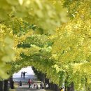 은행나무길 이미지