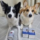 뉴쵸이스헤어 | (강아지 관절영양제 추천)닥터독 베츠초이스 뉴트리선 관절 영양제 급여 후기