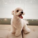 루시몽 | [탱구육아일기]올림픽공원:애견카페 루시몽[가격/후기]