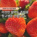 건양농장 | "주차만 2시간..?" 2026 논산 딸기축제, 꿀팁 모르고 가면 체력만 낭비합니다