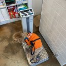 신원동물메디컬센터 이미지