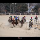 21일 (토요일) 과천 경마공원(스포츠촬영) 번개출사 이미지