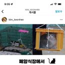 김건희, 1일 1인스타?.."고양이 학대범 강력 처벌해주세요" 추가 이미지