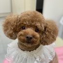 아미고 펫살롱 이미지