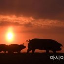 다산올축산