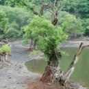 버드나무약국 이미지