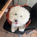 남산카센타 | [워너비웨딩밴드를 찾아서] 고난의 소그노(SOGNO) 삼청본점 방문기 / 지인할인 O