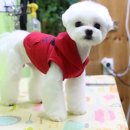 강실장펫살롱 이미지