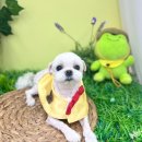 멍벤져스 | 수원 애견미용 멍벤져스