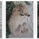 와우동물메디컬센터 이미지