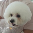 아지펫살롱 이미지