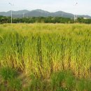 고향생각 이미지