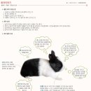 가자토끼나라 이미지