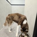 데일리멍 애견유치원, 애견호텔 이미지