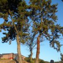 다향울림촌마을 이미지