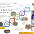 고온기 건강한 뿌리; 맥반석가루 녹이기- 발효 및 근권 관주 이미지