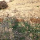 소박한 뜰 이미지