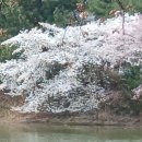 경포 벚꽃놀이 이미지