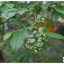 장한농장 이미지