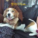 펫어디가 이미지