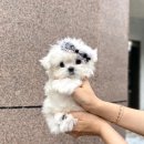 부산강아지분양 앨리펫 | 혈통말티즈분양 부산말티즈분양 사랑스러운 말티즈분양 받기