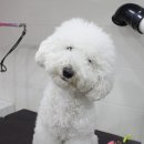 엘리 애견미용실 이미지