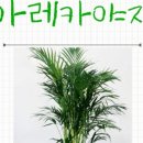 식물도감 이미지