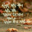 오렌지 꽃향기는 바람에 날리고 이미지