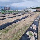 광성농장-2 이미지