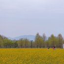 낙동강체육공원 하류제방화장실 | 🌼구미 낙동강체육공원 유채꽃 만개 실시간 | 지금 안 가면 끝... 규모 미쳤다 (위치, 주차 꿀팁)