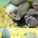 페릿 이미지