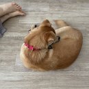 서사라동물병원 이미지