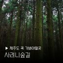 제주써니 | 제주도 비오는날 갈곳 추천 사려니숲길 주차장 후기 사진 꿀팁 비올때 갈만한곳 꼭가야할곳
