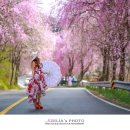 벚꽃길13 이미지