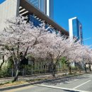 양곡시장 | 코스트코 양재점 오픈런 후기 치킨살사랩 말차아이스크림 푸드코트