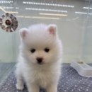 부산강아지분양 마이뭉 24시 이미지