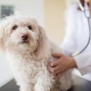 능곡동물병원 이미지