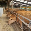 건초사료 | “비육후기 거세우, 살은 붙는데 왜 등급이 안 오를까?”