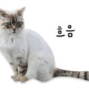 알가름